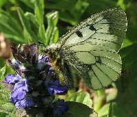 Parnassius mnemosyne